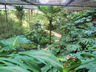 Photo ID: 002409, Inside the Botanical Gardens (103Kb)