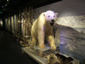 Photo ID: 002453, Polar Bear Society museum (45Kb)