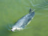 Photo ID: 002881, Baltic grey seal (30Kb)