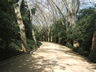 Photo ID: 004457, The tree-lined walk (96Kb)