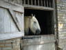 Photo ID: 005071, A bored horse (48Kb)