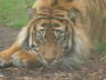 Photo ID: 007393, A majestic tiger (103Kb)