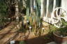 Photo ID: 017707, Cactus (183Kb)