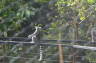 Photo ID: 018488, Sunbathing Lemur (149Kb)