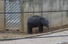 Photo ID: 018577, Baby Elephant (100Kb)