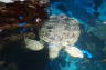 Photo ID: 022390, Giant Sea Turtle1 (97Kb)