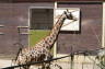 Photo ID: 023680, Giraffe (189Kb)
