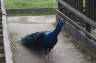 Photo ID: 027364, Peacock (149Kb)