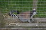Photo ID: 027373, Lemur (197Kb)