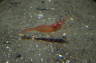 Photo ID: 028510, Shrimp (132Kb)