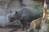 Photo ID: 032029, Depressed looking Rhino (142Kb)