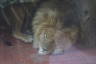 Photo ID: 032165, Sleeping Lion (95Kb)