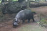 Photo ID: 035277, Pygmy Hippo (152Kb)