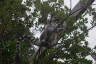 Photo ID: 035279, Balancing lemur (194Kb)