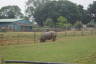 Photo ID: 035360, Asian Rhino (159Kb)