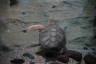 Photo ID: 037113, Sea Turtle (140Kb)