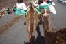 Photo ID: 037379, Camels setting off (181Kb)