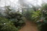 Photo ID: 037473, Inside the greenhouse (118Kb)