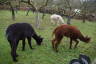 Photo ID: 037960, Field of alpacas (229Kb)