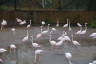 Photo ID: 038203, Wandering Flamingos (166Kb)