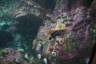 Photo ID: 039867, Inside the aquarium (154Kb)
