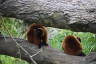 Photo ID: 040041, Red ruffed lemurs (195Kb)