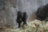 Photo ID: 040047, Baby Gorilla (184Kb)