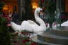 Photo ID: 045433, Giant Swan (148Kb)