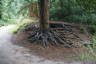 Photo ID: 048610, Tree roots (215Kb)