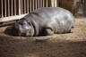 Photo ID: 050962, Pygmy Hippo (182Kb)