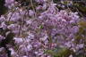 Photo ID: 051544, Cherry blossom (170Kb)