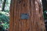 Photo ID: 051599, Sequoia Sempervirens (188Kb)