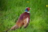 Photo ID: 052081, A pheasant (196Kb)
