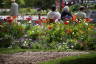 Photo ID: 052436, Flowers in the Jardins de l'Europe (238Kb)
