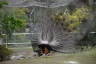 Photo ID: 052462, A displaying peacock (199Kb)