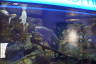 Photo ID: 052585, In the Aquarium (152Kb)