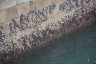 Photo ID: 053681, Muscles on the marina walls (197Kb)