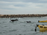 Photo ID: 000172, Kyaking with seals in Walvis Bay (48Kb)
