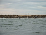Photo ID: 000173, Kyaking with seals in Walvis Bay (41Kb)