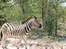 Photo ID: 000191, Zebra by the side of the road (45Kb)