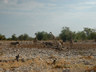 Photo ID: 000192, Giraffe and Zebra at a water hole (45Kb)
