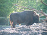 Photo ID: 000663, Bison in Skansen (69Kb)