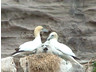 Photo ID: 000744, A gannet family (43Kb)