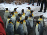 Photo ID: 000856, The penguins go for a walk (65Kb)