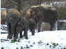 Photo ID: 000857, The Asian elephants (57Kb)