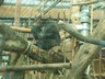 Photo ID: 000906, A bored chimp (128Kb)