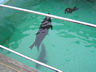 Photo ID: 001403, The aquariums seals (49Kb)
