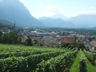 Photo ID: 002153, The vineyards (66Kb)