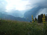 Photo ID: 003029, In an Alpine meadow (43Kb)