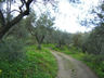 Photo ID: 004460, Mediterranean fruits garden (93Kb)